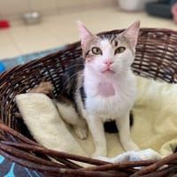 ANGELA, chatte à adopter