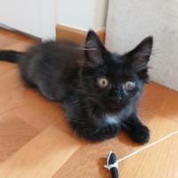 Chase, chat à adopter