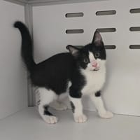 BELLA, chatte à adopter