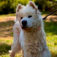 JIRAYA, chien à adopter
