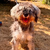 VOLTAIRE, chien à adopter