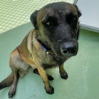 Vérone, chienne à adopter
