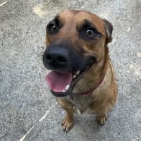 Tchoulo, chien à adopter