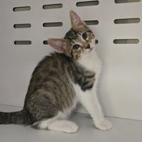 BOUNTY, chat à adopter
