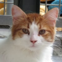 DUMBO (réservé), chat à adopter