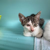 EVA, chatte à adopter