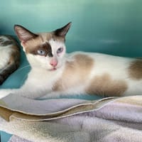 LATTE, chatte à adopter
