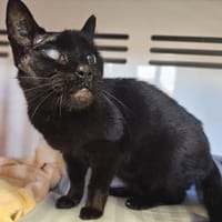 REGLISSE, chat à adopter
