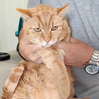 Rose, chatte à adopter