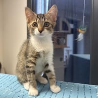 BETY, chatte à adopter