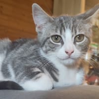 TETRIS C, chat à adopter