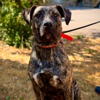 EUPHORIA, chienne à adopter