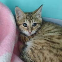 Menthe, chat à adopter