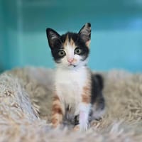 PIVOINE, chatte à adopter