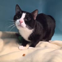 TOMY, chat à adopter
