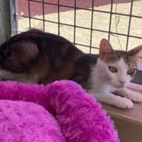 MILY, chatte à adopter