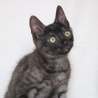 JERRY HAB17607, chat à adopter