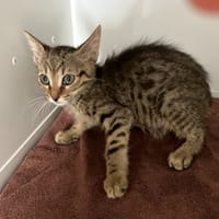 ESTHER, chatte à adopter