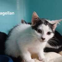 Magellan, chat à adopter