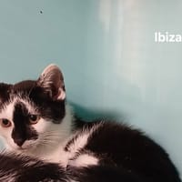 Ibiza, chatte à adopter
