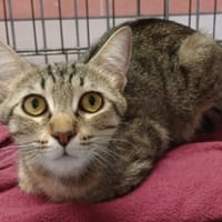 TRINITY, chatte à adopter