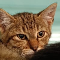 Bueno, chat à adopter