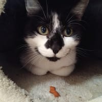 GERARD PAB28960, chat à adopter