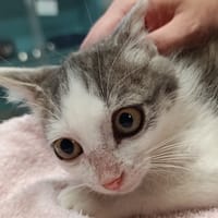 BOGOTA, chat à adopter
