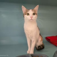 DESTINY, chatte à adopter
