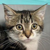 FIFI, chatte à adopter