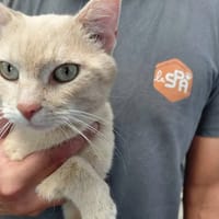 Obi-wan, chat à adopter