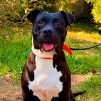 BETTY, chienne à adopter