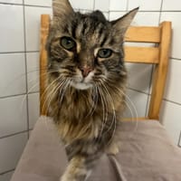 DAPHNE, chatte à adopter