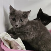 LALA, chatte à adopter