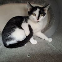 BERLIOZ, chat à adopter