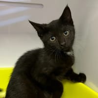 WINKY, chat à adopter