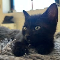 Kira [Chaton], chatte à adopter
