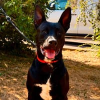 GAROU, chien à adopter
