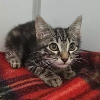 RONNY, chat à adopter