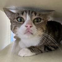 CALI, chatte à adopter