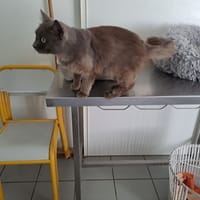 LUIGI, chat à adopter
