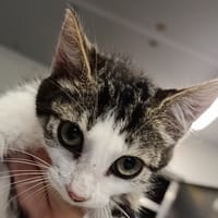 KINGSTON, chat à adopter