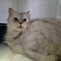 PRINCESSE, chatte à adopter