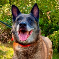 NARCOS, chien à adopter