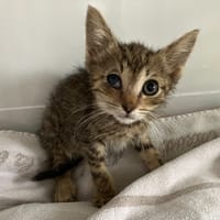 MALCOLMINE, chatte à adopter