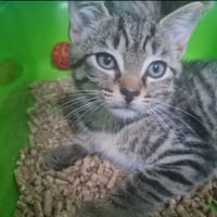 ALFA, chatte à adopter