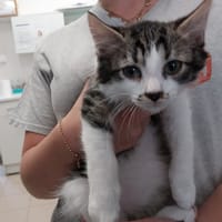 FILET C, chat à adopter