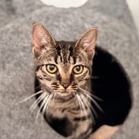 TARRA, chatte à adopter
