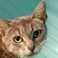 Leetchi, chatte à adopter