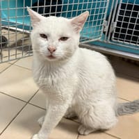 SLOOKHY, chat à adopter